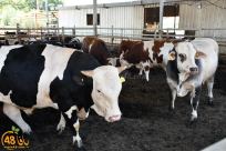 ما حكم الأضحية وما فضلها ؟